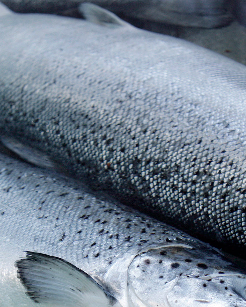 Frischer ganzer Lachs vor der Verarbeitung