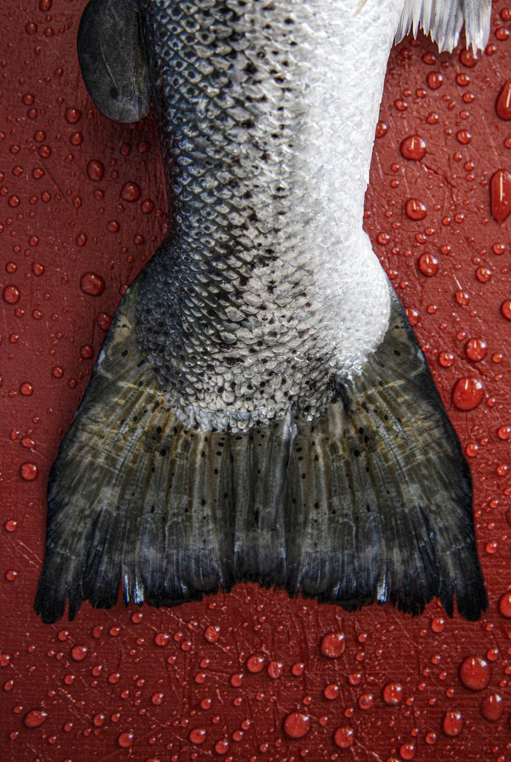 Der Lachs